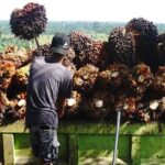 Nilai TBS sawit di Sumut terus menguat hingga mencapai harga Rp 3.400 per kg.